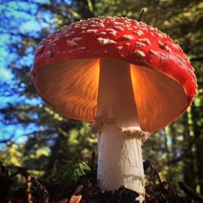 KarmaAudio's profile picture. 