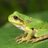 🐸のアイコン