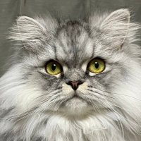 すい booth出店した (@suica_10) 's Twitter Profile