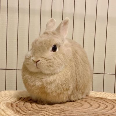 noodiedoodles's profile picture. 