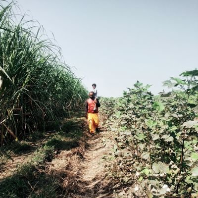 AchyutsingDNaik's profile picture. 