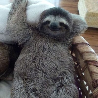 • a sloth; wrongly in the human body • #آبان_ادامه_دارد  برای خودم توییت می‌کنم، مهم نیست کسی نخونه.
