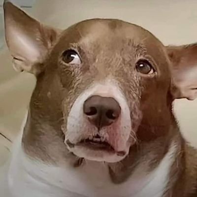 lomlia's profile picture. คืนจันทร์เพ็ญ เดือนห้า ปีแพะ ลิเวอร์พูล®