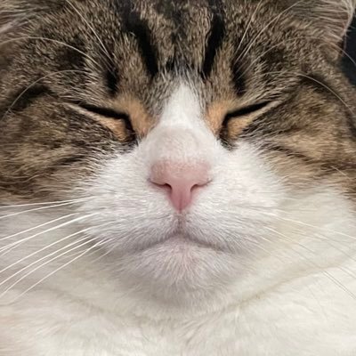chitchycat Profile Picture