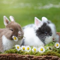 gonsuns1492 (@gonsuns1492) 's Twitter Profile