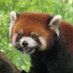 レッサーパンダ(旧・寺田同志、万歳!万歳!万万歳!) (@u9yz5yoyubaznni) Twitter profile photo レッサーパンダ(旧・寺田同志、万歳!万歳!万万歳!) (@u9yz5yoyubaznni) Twitter profile photo