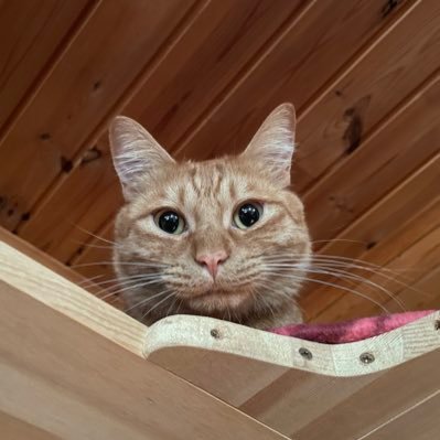 RIGHTANGLE7853's profile picture.