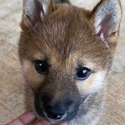 柴犬と会話する住職(43) 🐕モフ紹介🐕わらび(R3.2.25生♀やんちゃ)助爺(保護犬　R5.3.31お骨になりました)🐹ボーロ(R4.11.18お骨になりました)地域猫ちくわさん(♂ 他所でいい所出来たのか最近来ない)