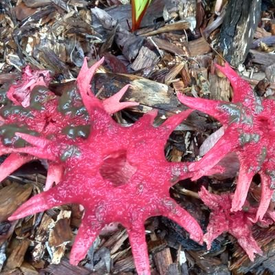 Poppypanda8's profile picture. 