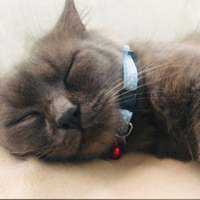 MN1SAR's profile picture. too lazy for a hello😴