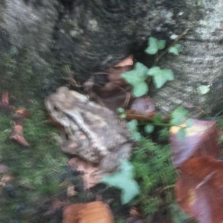 SuteMamua's profile picture. 