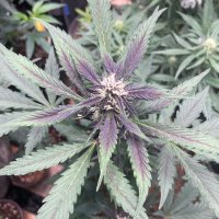 CannaQueen (@cannachick13) 's Twitter Profile