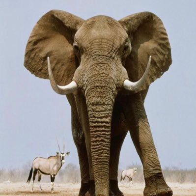 PRO ELEPHANT NETWORK Profile