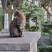 Cemetery Cat (@Diane__McNamara) Twitter profile photo