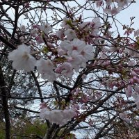 sakura kinjo (@sakurakinjo) 's Twitter Profile