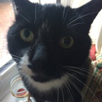 Mystic Queen of Maybe (Jan) & Teddy 🐈⬛ (@of_maybe) 's Twitter Profile Photo Mystic Queen of Maybe (Jan) & Teddy 🐈⬛ (@of_maybe) 's Twitter Profile Photo
