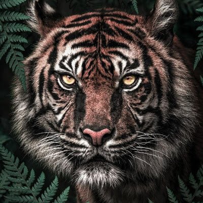 ArogoOuko's profile picture. 