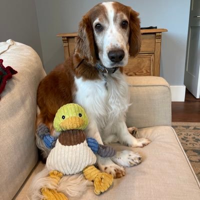 Reefwelshie's profile picture. I am an award wining Welsh Springer Spaniel. My parents picked me up in Utah and transplanted me twice.