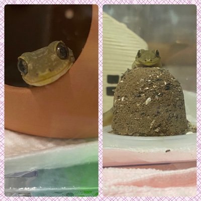 UrinwUkPtgYyE51's profile picture. 17匹のニホンヤモリと8匹のニシアフ、2匹のレオパ、4匹のニホンカナヘビ、2匹のバナナヤモリ✨🦎無言フォロー失礼します😊