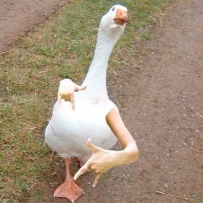 I'm the silliest goose you know.
I believe in freedom, not democracy.
Continually misunderstood
#PURUSSANGUIS
Un-convicted Felon