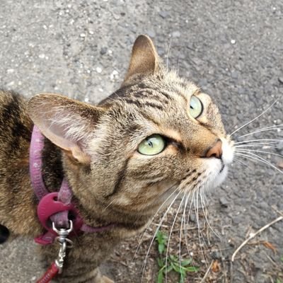 水溜まりを見つけると覗いて仕舞うのは…釣り師の性🤣細仕掛け餌釣り師【陸っぱり師🤣】💫アナタの呟きを聞かせて下さい😊お猫様や魚釣り、野菜の話をしましょう👍明るい躁鬱、側頭葉てんかん、睡眠障害など&内臓疾患多数🤣障害手帳1級🌸現在、内臓系病気にて病院通い👍