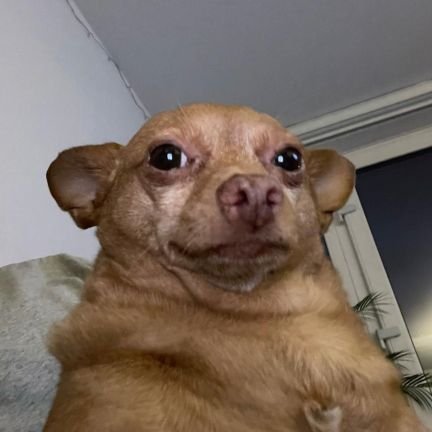 beefy_princess's profile picture. he/him