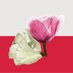 MowaOjczysta🇵🇱 (@pinkerwomane) Twitter profile photo MowaOjczysta🇵🇱 (@pinkerwomane) Twitter profile photo