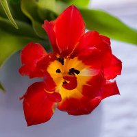 Mirabella (@mirabella_nb) 's Twitter Profile