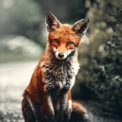 League of Legends coach | Focused on growth | Ocassional streams