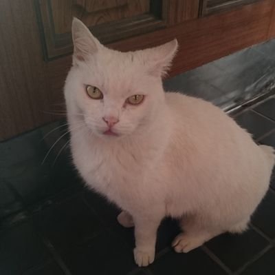 ますの寿司県出身の、歌と猫と飲みが好きな主婦。ぷよクエ細々とプレイ中。TESⅤスカイリム好き。なろうの読み専住人。実は口笛が上手いらしい。