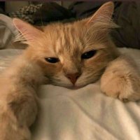 Jean carlod (@ecupided) 's Twitter Profile