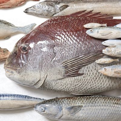 長崎県出身 クマ財団6期生 水生生物と食器を制作する陶芸作家です アイコンの魚は陶です 特技は卵焼きを上手く巻くことです minneにて食器販売中→https://t.co/GBnU0CQRlP