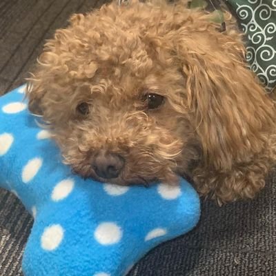 網膜色素変性症。少しずつ不便な事が増えて来ました。
子供は皆社会人。
孫一人💕