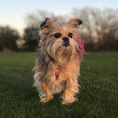 Politwit_Cara's profile picture. I’m a dog