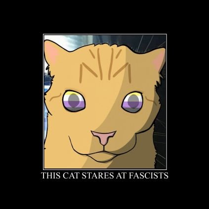 stares_cat