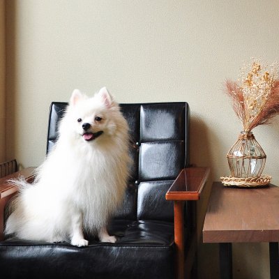 SUZUKIandMIYACO's profile picture. 京都。スズキゲストハウスと京町家個室ゲストハウスみやこ🐶 公式LINEはコチラ→ https://t.co/0dIRbt9rzm