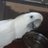 てんてこ舞舞のアイコン