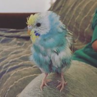 ソラひなうみよもぎ　インコーズ (@birds_dogs_kobe) 's Twitter Profile Photo