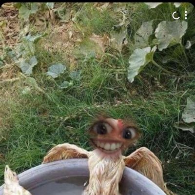 _spidersilk's profile picture. bio