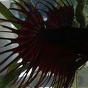 Papa Pat - @PapaPat8888 - Twitter