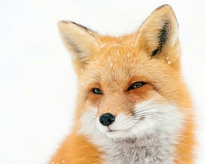 Dozens on foxes dozens of dreams
Secondary acc, 22, follow me at @faroekitsune