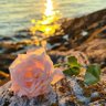 Suriya_Haidari's profile picture. Full_Stack Web Developer.