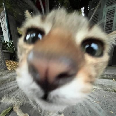 Insertcats's profile picture. Tout comprendre c'est tout pardonner.