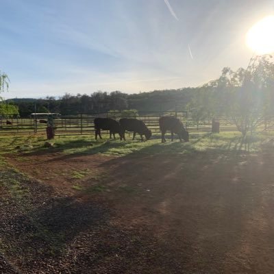 Ranch, cattle, hay, land!