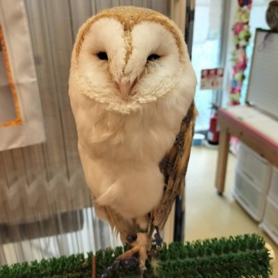 morishown's profile picture. 普段はラーメン画像bot LIKE→RISANO/ベビメタ/新しい学校/Ado/Creepy Nuts/マンウィズ/LiSA/Kalafina/YOASOBI/倉木麻衣/水樹奈々/いきものがかり