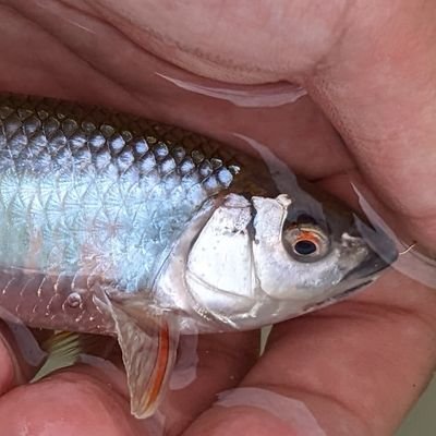 かっこいい魚が好きです
釣りとかアクアリウムとかします