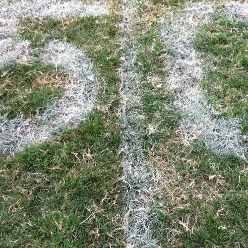 OLcoachruss's profile picture. 