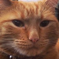 thatcatdon.eth (@thatcatdon) 's Twitter Profile Photo thatcatdon.eth (@thatcatdon) 's Twitter Profile Photo