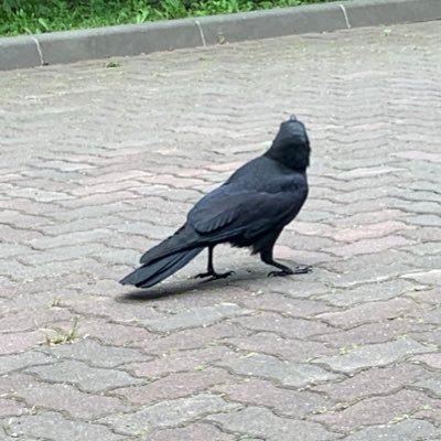 cham_kyopro's profile picture. PythonでAtCoder🟢