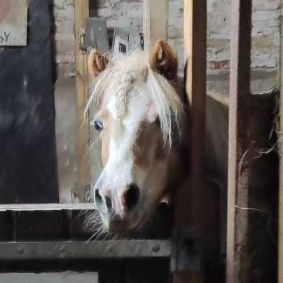 superwynette's profile picture. Formula 1